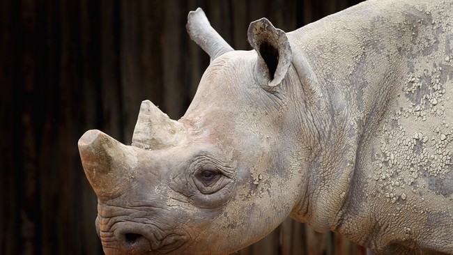 Penjaga Taman Nasional Kruger, Afrika Selatan, berjuang melindungi badak yang jumlahnya kian turun. Cula badak menjadi incaran karena harganya yang selangit.
