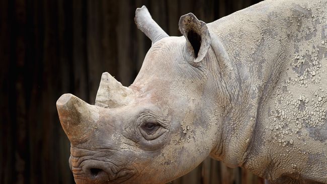 Lebih Mahal dari Emas, Cula Badak Afrika Kian Diincar Penjaga Taman Nasional Kruger, Afrika Selatan, berjuang melindungi badak yang jumlahnya kian turun. Cula badak menjadi incaran karena harganya yang selangit.