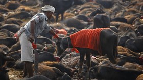 Gadhimai, Festival Penuh Darah di Nepal dan India