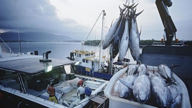 Larangan alih muatan ikan (transhipment) di tengah laut dinilai hanya menambah boros bahan bakar kapal karena harus kembali ke pelabuhan.