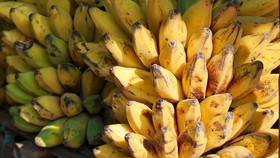 Trik Menyiasati Pisang yang Terlalu Matang
