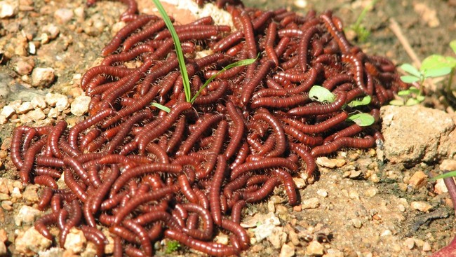 Anda jijik melihat Kaki Seribu? Penelitian ini mungkin bisa mengubah pikiran. Arthropoda ternyata bermanfaat bagi ekosistem kota. Untuk apa?