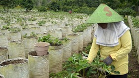 Dampak Corona, Petani Bali Bisa Kuasai Pasar Produk Tertentu