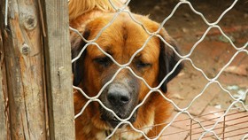 Anjing Penggigit Bocah di Medan Dibawa Polisi