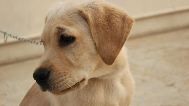 Seekor anjing terapis anak-anak alami kelumpuhan akibat stroke. Anjing tersebut membutuhkan pertolongan dari orang-orang untuk kembali sembuh.