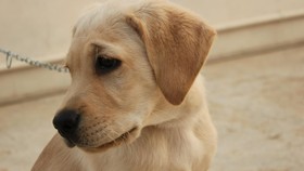 'Hachiko' Amerika, Menanti Sang Pemilik yang Tewas Terbunuh