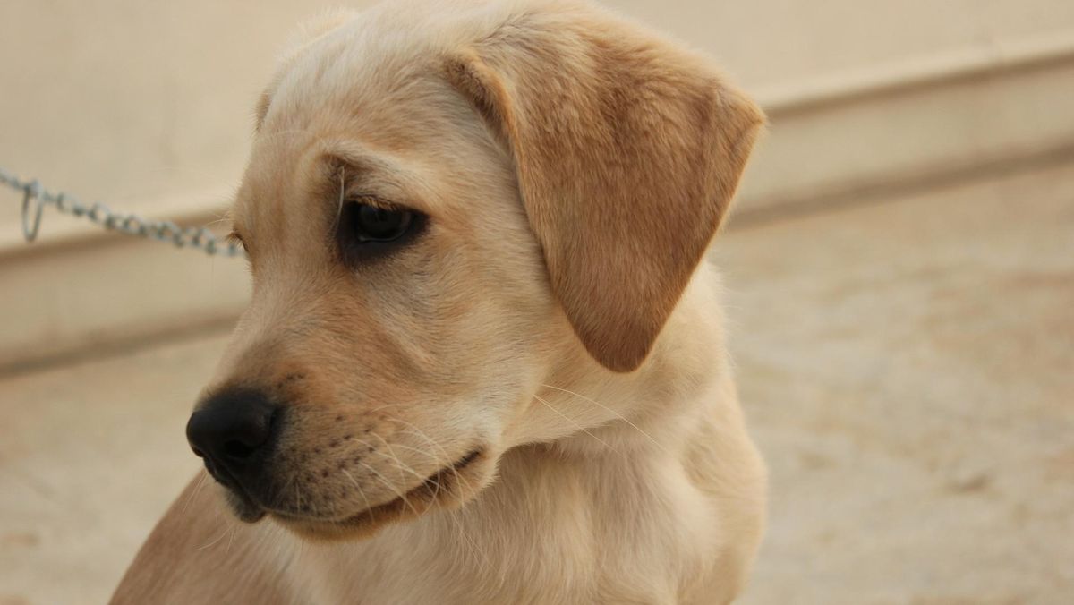 Polisi Ungkap Penelusuran Awal Video Viral Anjing Dikuliti Hidup-hidup