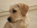Seekor Anjing di AS Positif Covid-19 Usai Pemilik Terinfeksi
