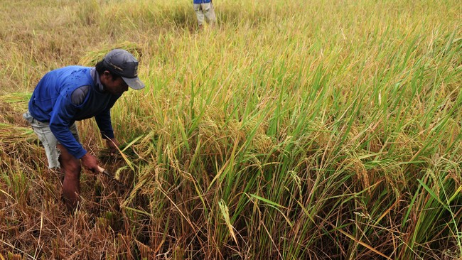 Kamar Dagang dan Industri mengeluhkan kurangnya anggaran bagi pengembangan benih lokal, sehingga menyebabkan harga-harga pangan semakin mahal.