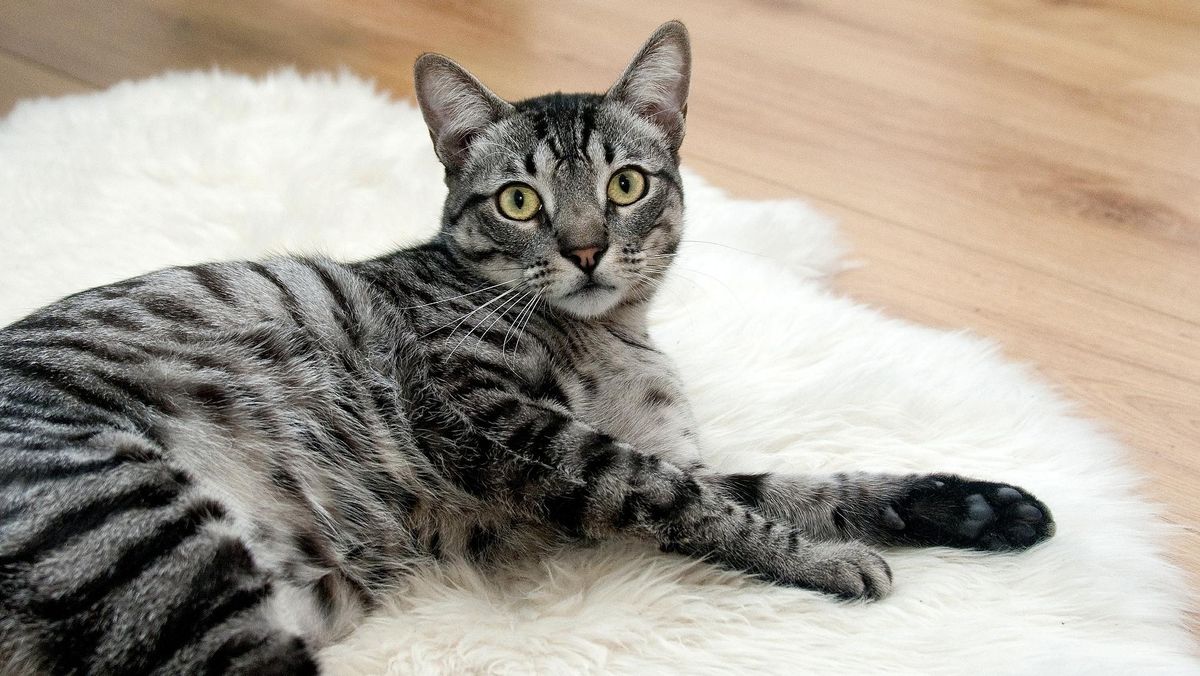 7 Bahasa Tubuh Kucing Ini Punya Arti Tertentu, Sudah Tahu?