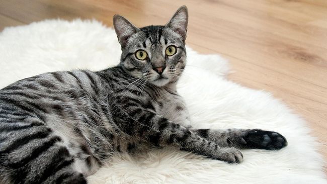 Kucing yang tak dirawat dan terjaga kebersihannya bisa membuat manusia tertular penyakit berbahaya. Berikut penyakit yang ditularkan kucing ke manusia.