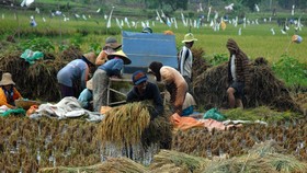 BMKG: El Nino Sampai November Berpotensi Rusak Panen Padi