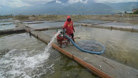 Diguyur Hujan, Petani Garam Cirebon Gagal Panen