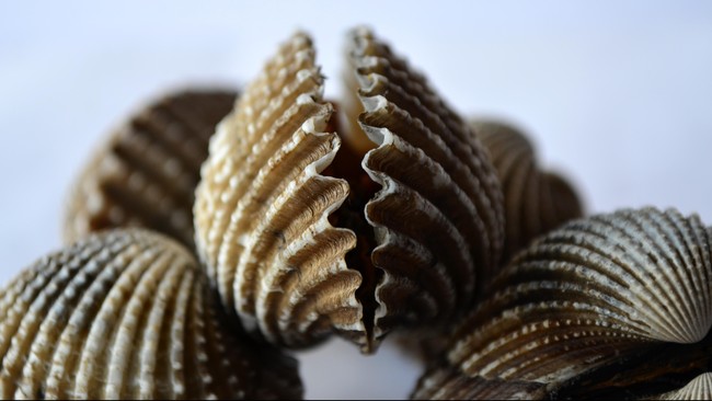 Seekor kerang dari Islandia telah memecahkan rekor binatang tertua. Coba tebak berapa umur moluska ini.
