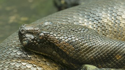 Anissa Keytning frantsuz tilidan pornosi