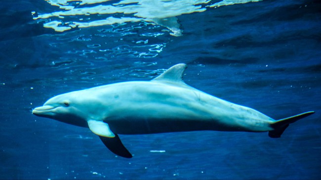 Sarung tangan yang dikembangkan oleh Tsukuba University ini memanfaatkan sensor sonar agar pengguna bisa merasakan kedekatan dengan objek di bawah laut.
