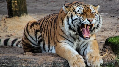 Ibu di India Lawan Harimau Tangan Kosong Demi Selamatkan Anak