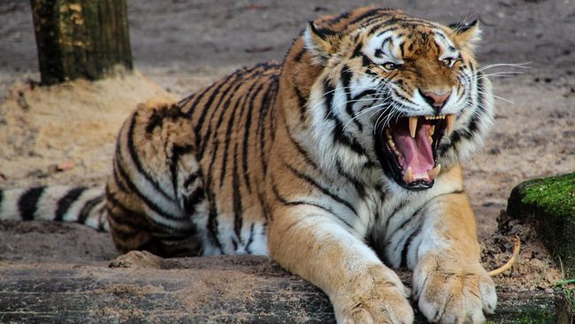 In India, mothers fight empty-handed tigers to save children