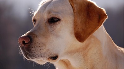 Kisah 'Heroik' Anjing yang Menyusui & Selamatkan Bayi Manusia