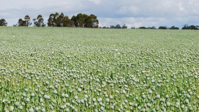 Meski beda ideologi, Taliban dan sejumlah kartel narkoba terkait peredaran opium dan turunannya.