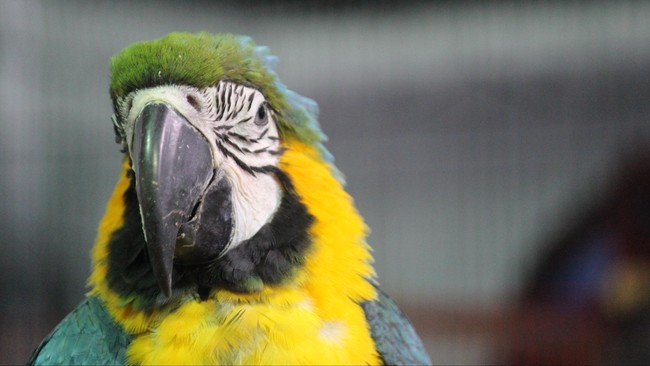 Pengusaha tempat wisata menjual aset, termasuk burung macaw, demi menutup biaya operasional dan gaji karyawan di tengah tekanan ekonomi akibat pandemi.