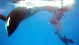 Buru Paus di Area Suaka, Australia Denda Perusahaan Jepang