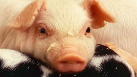 Warga Diresahkan Isu 'Babi Ngepet' Merebak di Depok