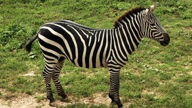 Ulasan Sains di Balik Tubuh Hitam-Putih Zebra
