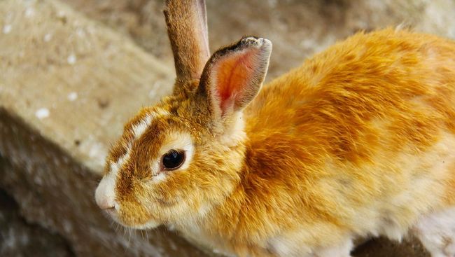 Tularemia atau disebut juga demam kelinci dan demam lalat rusa merupakan jenis penyakit yang ditularkan oleh binatang, terutama kelinci dan tikus.