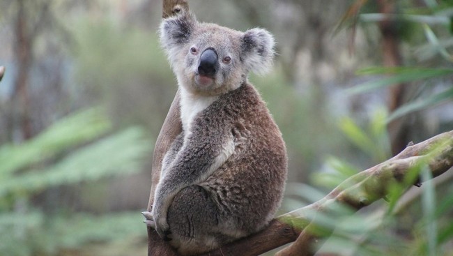 Populasi koala saat ini terancam punah. Virus klamidia, deforestasi, dan perubahan iklim disinyalir jadi dalang menurunnya populasi koala.