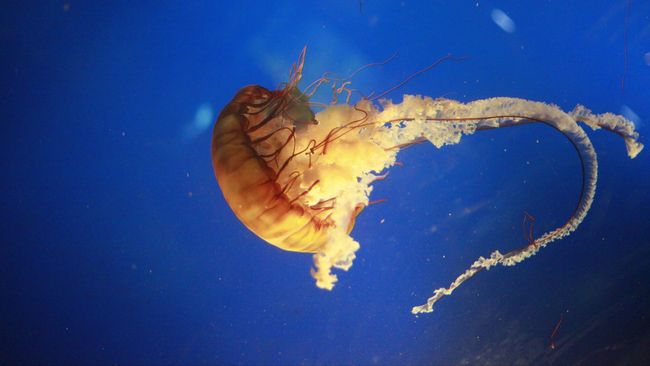 TIm SAR telah mengimbau pengunjuk berhati-hati terhadap kemunculan hewan beracun laut di kawasan wisata pantai Gunung Kidul, Yogyakarta.