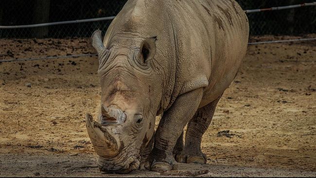 Ketika sedang berkeliling Taman Nasional Greater Kruger Afrika Selatan, mobil Anastasia bersama pemandunya dikejar seekor badak putih hingga sejauh 1 km.