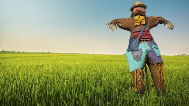 Image result for ORANG-ORANGAN SAWAH