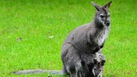 Pemanasan Global Terparah akan Terjadi di Australia
