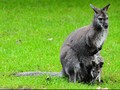Pemerintah Australia Berencana Memusnahkan Jutaan Kanguru