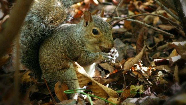 Bukan sengaja, tupai ini salah mengira karena vape yang dibuang sembarangan di Taman Brixton di London tersebut memiliki aroma buah.