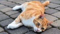 Surat Mengharukan dari Pemilik Kucing yang Meninggal Dunia