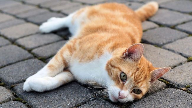 Seekor kucing berbulu kuning yang diberi nama Susie ditinggalkan di tempat penampungan hewan di Amerika Serikat.