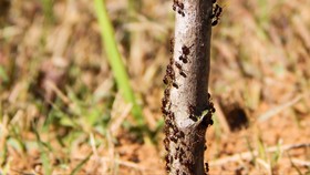 Spesies Serangga Baru Ditemukan, Diselipkan Nama Coronavirus