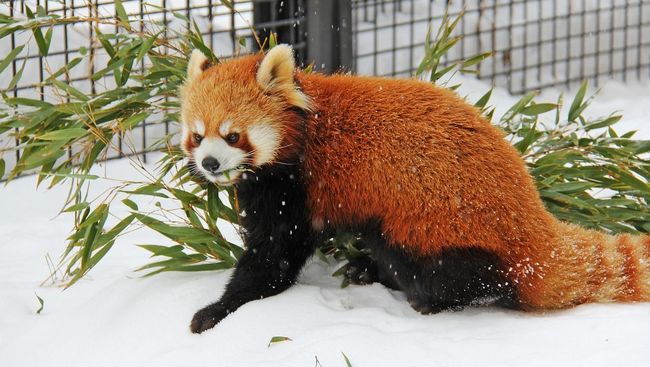 Seekor panda merah betina bernama Akashi tiba di Kebun Binatang Chester, Inggris untuk langsung dijodohkan dengan panda merah lain demi atasi ancaman punah.