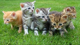 Pulau di Jepang yang Dikuasai Kucing Akan Punah karena Sterilisasi