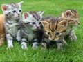 AS: Anak Kucing jadi Alat Propaganda ISIS
