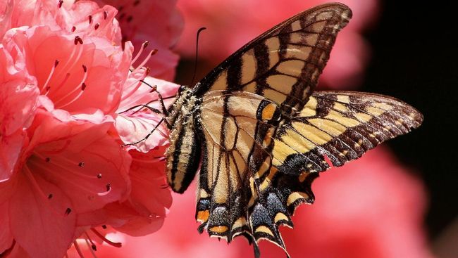 Kupu-kupu merupakan salah satu serangga dalam ordo lepidoptera. Apakah kamu sudah tahu bagaimana tahapan proses metamorfosis kupu-kupu?