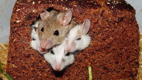 Kenapa Tikus Selalu Jadi 'Tumbal' Uji Coba?