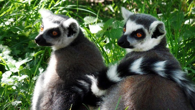 Banyak lemur yang asalnya dari Madagaskar. Sedihnya, binatang yang menginspirasi tokoh King Julien di film animasi Madagaskar ini di ambang punah.