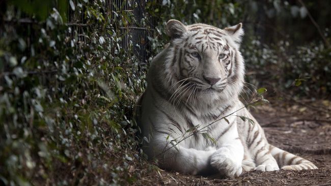 Cerita Mike Tyson Soal Macan Peliharaan Terkam Tetangga Mantan petinju asal Amerika Serikat, Mike Tyson, bercerita tentang macan peliharaannya pernah terkam tetangga.