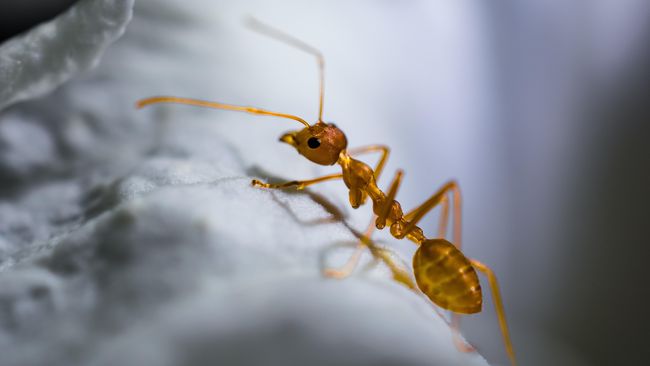 Menurut ajaran Islam, semut merupakan salah satu hewan yang tidak boleh dibunuh. Berikut bacaan doa mengusir semut tanpa membunuhnya.