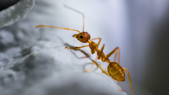 Indra penciuman semut berada di antena dan bukan di hidung. Sehingga membuat mereka akan susah bertahan hidup tanpa membaui.