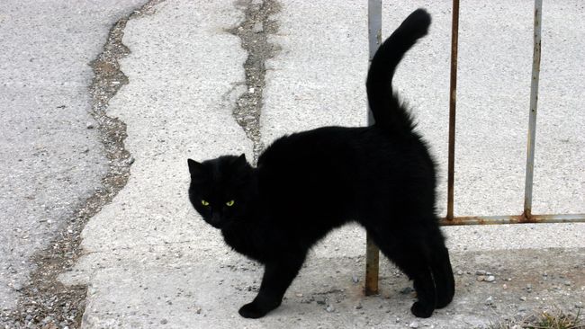 Di balik kegemasannya, banyak yang percaya kucing hitam justru pembawa sial. Apakah kucing hitam pembawa sial adalah mitos atau fakta?