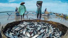 Impor Ikan Dinilai Tak Ganggu Harga Pasar